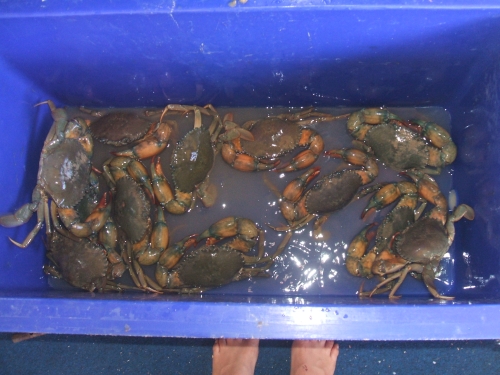more-muddies.jpg